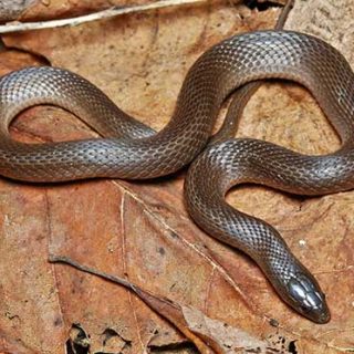 Southern Black Racer Facts and Pictures