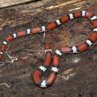 Scarlet Snake Facts and Pictures