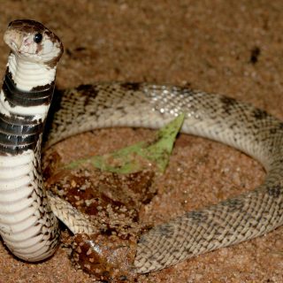 Shield-nosed Cobra Facts and Pictures