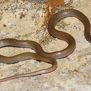 Southwestern Blackhead Snake Facts and Pictures