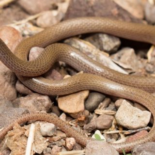 Southwestern Blackhead Snake Facts and Pictures