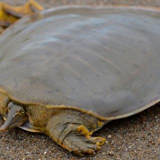 Smooth Softshell Turtle Facts and Pictures