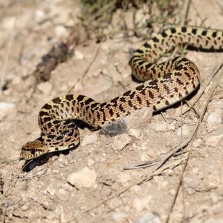 Sonoran Gopher Snake Facts and Pictures