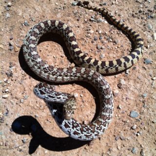 Sonoran Gopher Snake Facts and Pictures