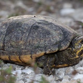 Striped Mud Turtle Facts and Pictures