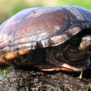 Striped Mud Turtle Facts and Pictures