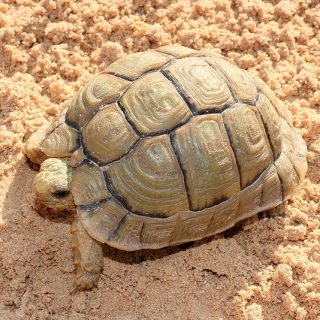 Egyptian Tortoise Facts and Pictures