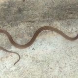 Texas Brown Snake Facts and Pictures