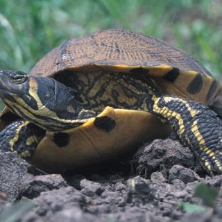 Yellow-bellied Slider Facts and Pictures