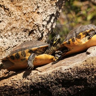 Yellow-bellied Slider Facts and Pictures