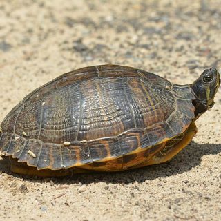 Yellow-bellied Slider Facts and Pictures