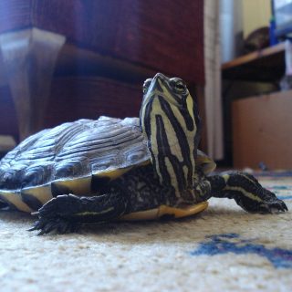 Yellow-bellied Slider Facts and Pictures