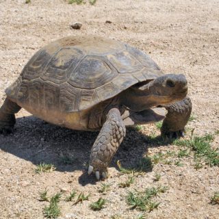 California Desert Tortoise Facts and Pictures