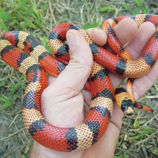 Honduran Milk Snake Facts and Pictures