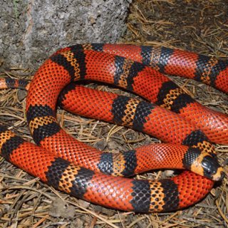 Honduran Milk Snake Facts and Pictures