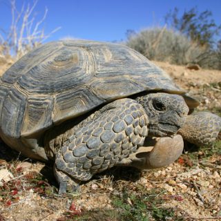 Yellow-Footed Tortoise Facts and Pictures