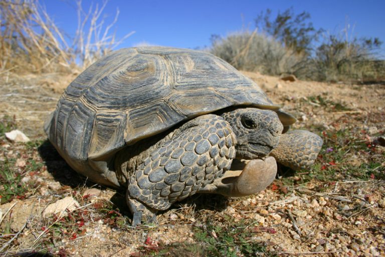 Tortoises: Facts and List of Types With Pictures