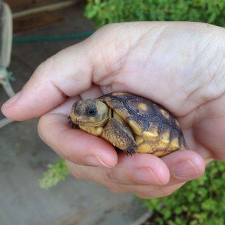 Sonoran Desert Tortoise Facts and Pictures