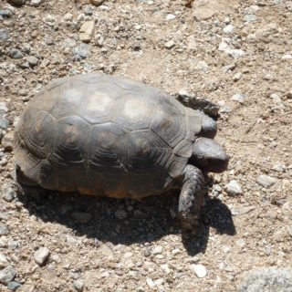 Sonoran Desert Tortoise Facts and Pictures