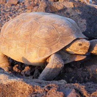 Sonoran Desert Tortoise Facts and Pictures