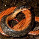 Snakes: Facts and List of Types With Pictures - Reptile Fact