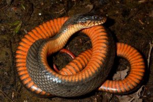 Copperbelly Water Snake Facts And Pictures