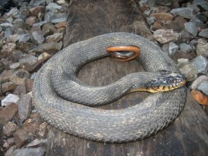 Copperbelly Water Snake Facts And Pictures