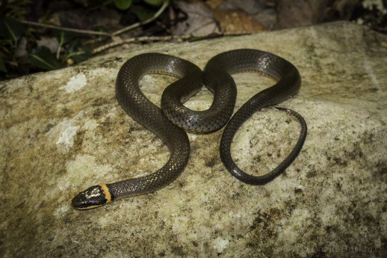 Northern Ringneck Snake Facts and Pictures