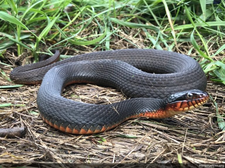 Copperbelly Water Snake Facts And Pictures