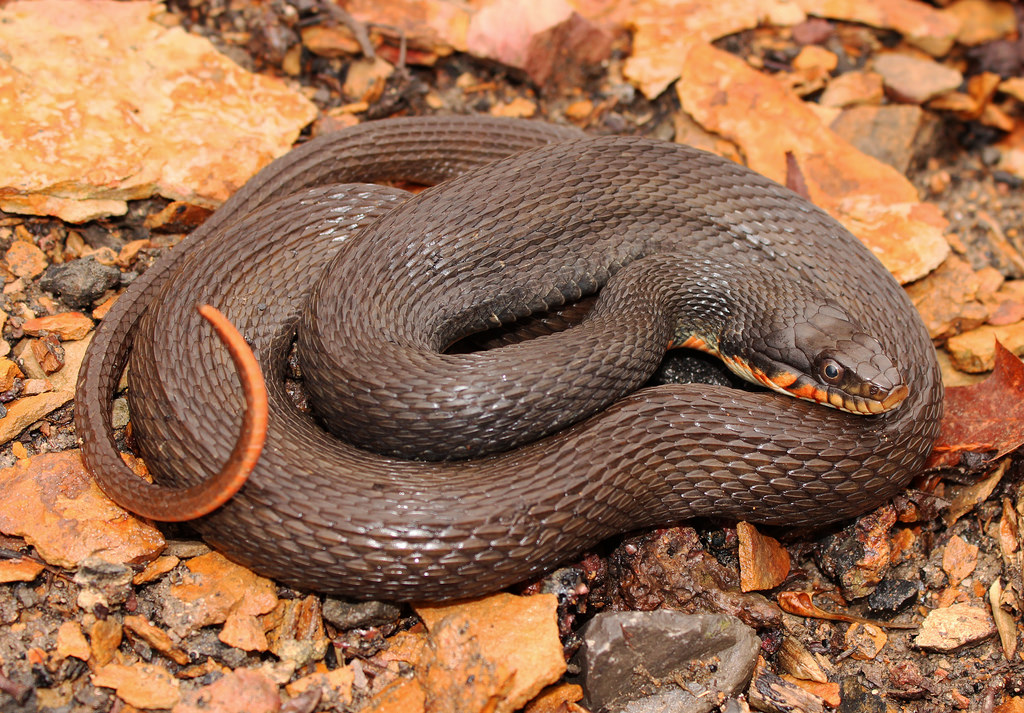 Copperbelly Water Snake Facts And Pictures