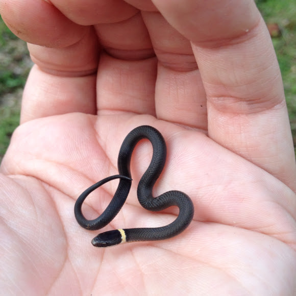 Northern Ringneck Snake Facts and Pictures