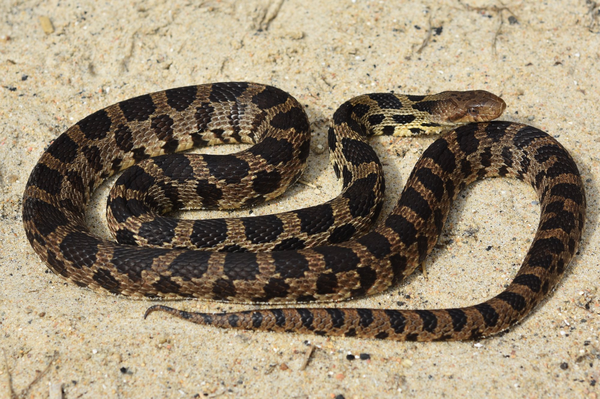 Western Fox Snake Facts and Pictures