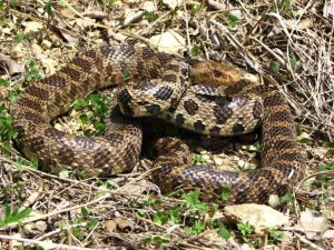 Western Fox Snake Facts and Pictures