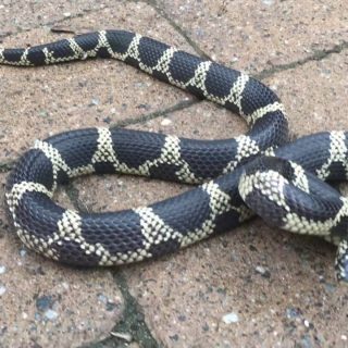 Common Kingsnake Facts and Pictures