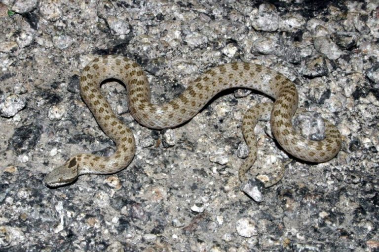 Desert Night Snake Facts and Pictures