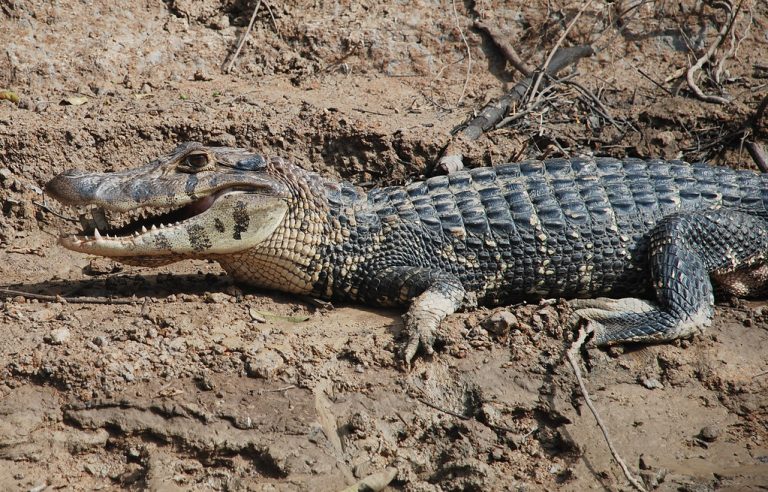 Black Caiman Facts and Pictures