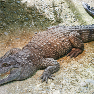 Crocodiles: Facts And List Of Types With Pictures