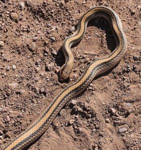 Western Patch-nosed Snake Facts and Pictures